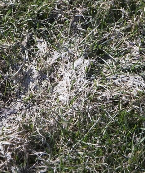 Pleśń śniegowa na trawniku – jak ją rozpoznać, zapobiegać i zwalczać?