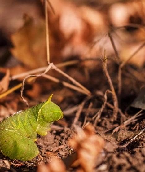 Problemy z trawnikiem: larwy owadów
