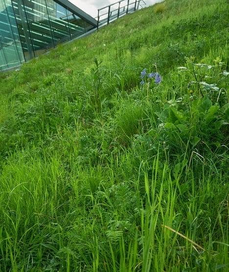 Wydatki związane z założeniem dachu zielonego. Ile to kosztuje?